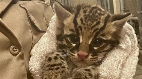 Los Angeles Zoo announces birth of ocelot kitten